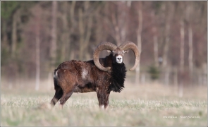<p>MUFLON (Ovis musimon) Šluknovsko - Valdek /Mouflon - Mufflon/ </p>